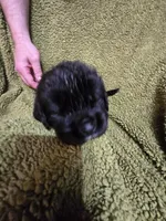 Puppy #7  boy, a male Newfoundland for sale in Choctaw, OK – Photo 3 of 6