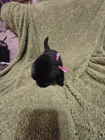 Puppy #7  boy, a male Newfoundland for sale in Choctaw, OK – Photo 6 of 6