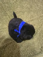 Puppy #1 boy, a male Newfoundland for sale in Choctaw, OK – Photo 6 of 8