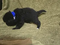 Puppy #1 boy, a male Newfoundland for sale in Choctaw, OK – Photo 8 of 8