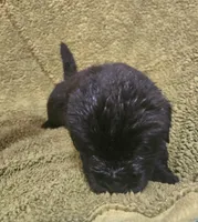 Puppy #1 boy, a male Newfoundland for sale in Choctaw, OK – Photo 3 of 8