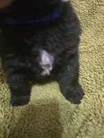 Puppy #1 boy, a male Newfoundland for sale in Choctaw, OK – Photo 4 of 8