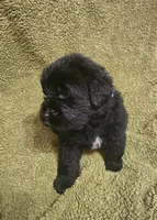 Puppy #1 boy, a male Newfoundland for sale in Choctaw, OK – Photo 5 of 8