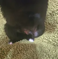 Puppy #1 boy, a male Newfoundland for sale in Choctaw, OK – Photo 2 of 8