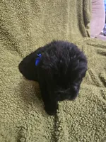 Puppy #1 boy, a male Newfoundland for sale in Choctaw, OK – Photo 7 of 8