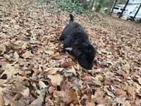 Puppy #5 boy, a male Newfoundland for sale in Choctaw, OK – Photo 2 of 8