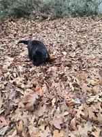 Puppy #5 boy, a male Newfoundland for sale in Choctaw, OK – Photo 7 of 8