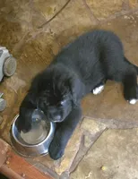 Puppy #5 boy AKC black w white, a male Newfoundland for sale in Choctaw, OK – Photo 5 of 7