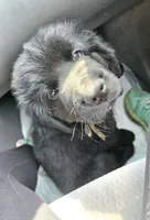 Puppy #5 boy AKC black w white, a male Newfoundland for sale in Choctaw, OK – Photo 4 of 7