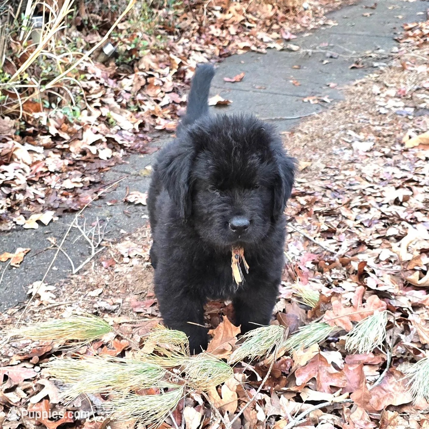 Puppy #5 boy AKC black w white, a male Newfoundland for sale in Choctaw, OK – Photo 3 of 7