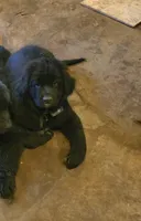 Puppy #5 boy AKC black w white, a male Newfoundland for sale in Choctaw, OK – Photo 6 of 7