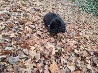 Puppy #5 boy, a male Newfoundland for sale in Choctaw, OK – Photo 5 of 8