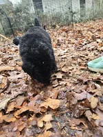 Puppy #5 boy, a male Newfoundland for sale in Choctaw, OK – Photo 3 of 8