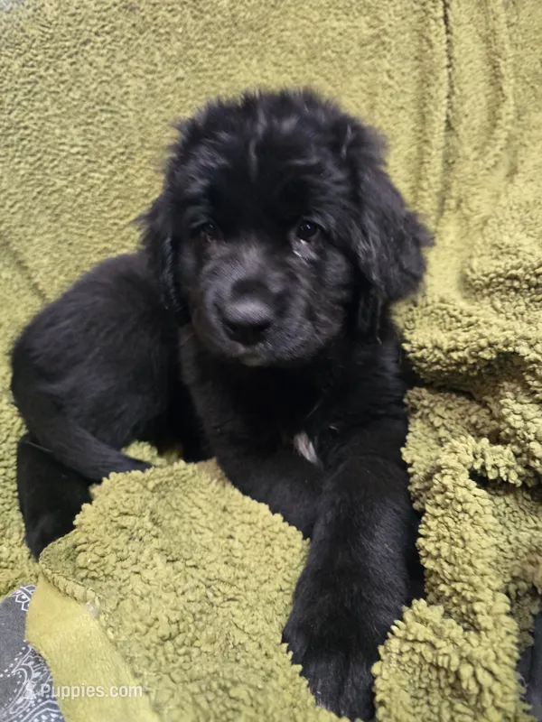Puppy #5 boy – Newfoundland puppy for sale in Choctaw, OK
