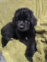 Puppy #5 boy AKC black w white, a male Newfoundland for sale in Choctaw, OK – Photo 2 of 7