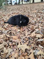 Puppy #5 boy, a male Newfoundland for sale in Choctaw, OK – Photo 1 of 8