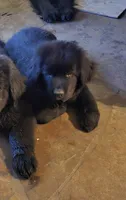 Puppy #5 boy AKC black w white, a male Newfoundland for sale in Choctaw, OK – Photo 7 of 7