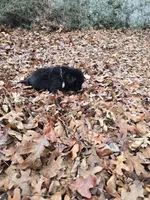 Puppy #5 boy, a male Newfoundland for sale in Choctaw, OK – Photo 8 of 8