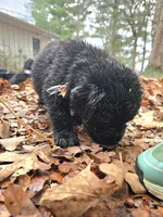 Puppy #5 boy, a male Newfoundland for sale in Choctaw, OK – Photo 4 of 8