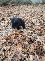 Puppy #8  girl, a male Newfoundland for sale in Choctaw, OK – Photo 5 of 6