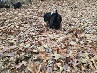 Puppy #8  girl, a male Newfoundland for sale in Choctaw, OK – Photo 4 of 6