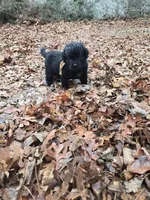 Puppy #8  girl, a male Newfoundland for sale in Choctaw, OK – Photo 3 of 6