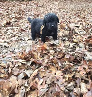 Puppy #8  girl, a male Newfoundland for sale in Choctaw, OK – Photo 1 of 6