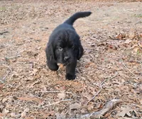 Puppy #2 boy AKC black w white, a male Newfoundland for sale in Choctaw, OK – Photo 5 of 7