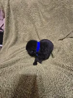 Puppy #2 boy, a male Newfoundland for sale in Choctaw, OK – Photo 6 of 6