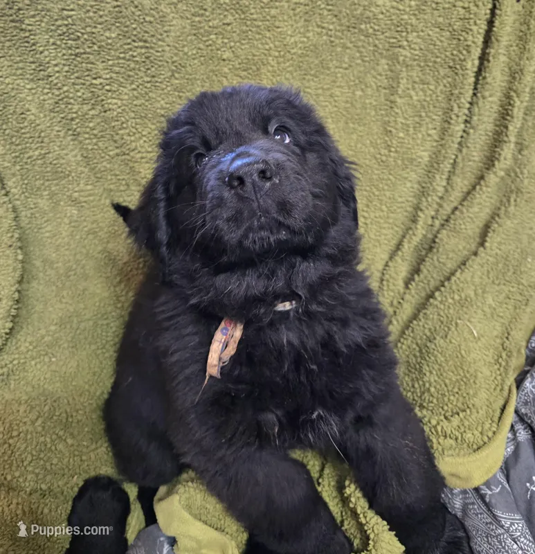 Puppy #2 boy – Newfoundland puppy for sale in Choctaw, OK