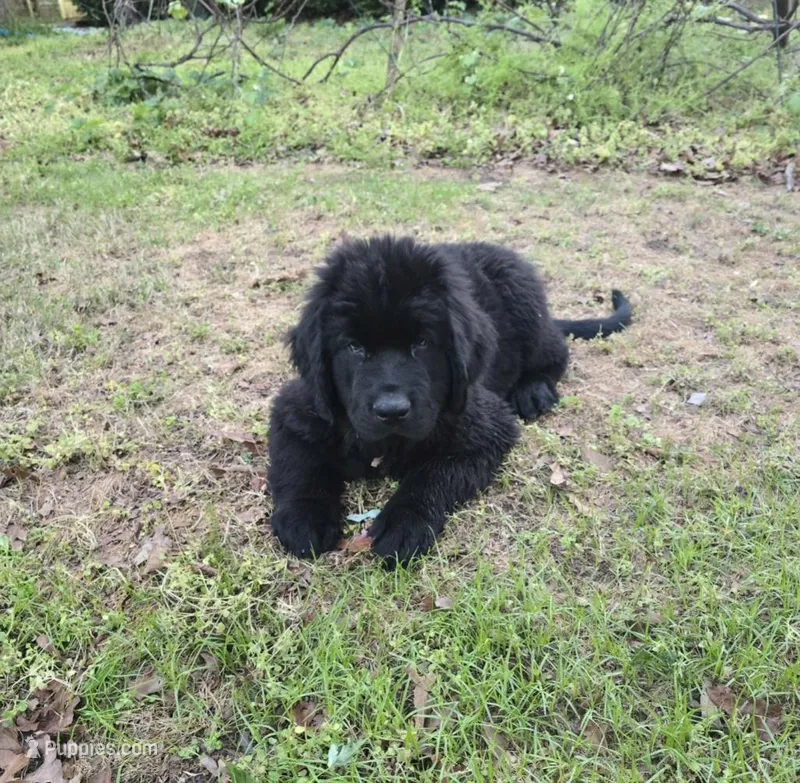 Puppy #2 boy AKC black w white – Newfoundland puppy for sale in Choctaw, OK
