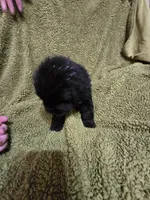 Puppy #2 boy, a male Newfoundland for sale in Choctaw, OK – Photo 5 of 6