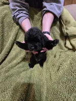 Puppy #2 boy, a male Newfoundland for sale in Choctaw, OK – Photo 4 of 6