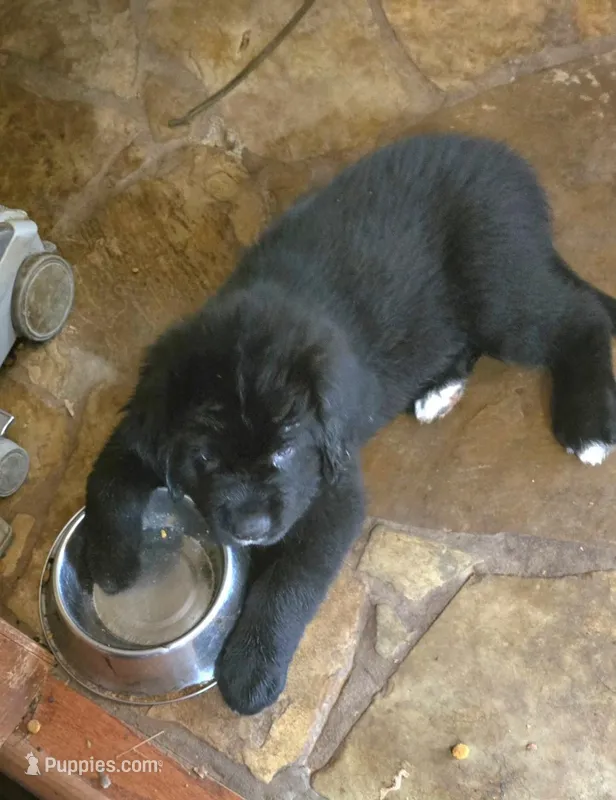 Puppy #2 boy AKC black w white – Newfoundland puppy for sale in Choctaw, OK