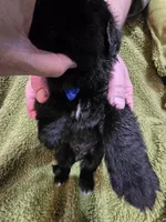 Puppy #2 boy, a male Newfoundland for sale in Choctaw, OK – Photo 2 of 6