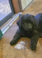 Puppy #2 boy AKC black w white, a male Newfoundland for sale in Choctaw, OK – Photo 6 of 7