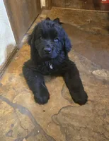 Puppy #2 boy AKC black w white, a male Newfoundland for sale in Choctaw, OK – Photo 4 of 7