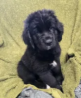 Puppy #2 boy AKC black w white, a male Newfoundland for sale in Choctaw, OK – Photo 2 of 7