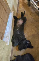 Puppy #4 girl AKC black white, a female Newfoundland for sale in Choctaw, OK – Photo 5 of 10