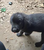 Puppy #4 girl AKC black white, a female Newfoundland for sale in Choctaw, OK – Photo 4 of 10