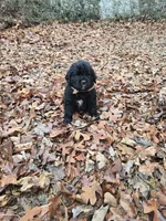 Puppy #4 girl, a female Newfoundland for sale in Choctaw, OK – Photo 2 of 4