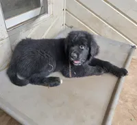 Puppy #4 girl AKC black white, a female Newfoundland for sale in Choctaw, OK – Photo 1 of 10