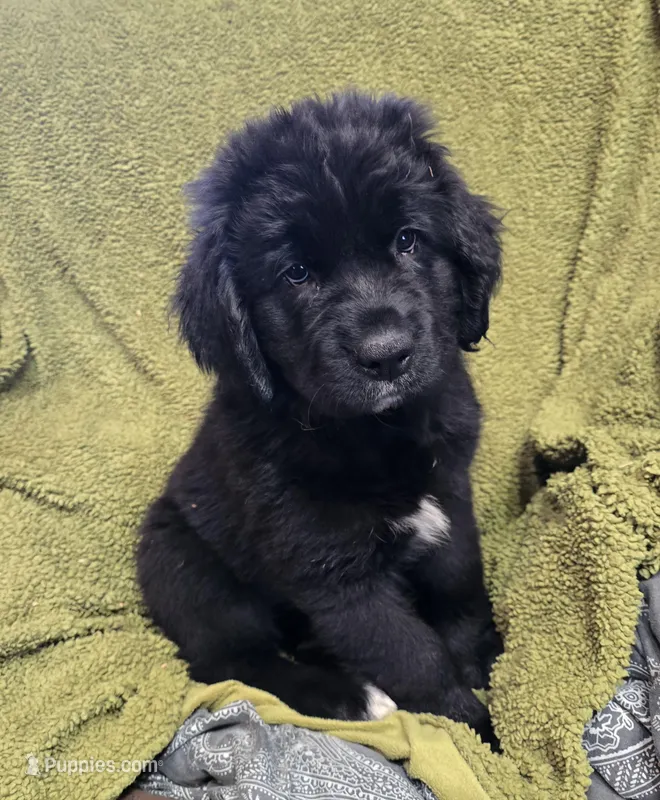 Puppy #4 girl – Newfoundland puppy for sale in Choctaw, OK