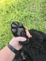 Puppy #4 girl AKC black white, a female Newfoundland for sale in Choctaw, OK – Photo 3 of 10