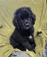 Puppy #4 girl AKC black white, a female Newfoundland for sale in Choctaw, OK – Photo 10 of 10