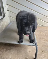 Puppy #4 girl AKC black white, a female Newfoundland for sale in Choctaw, OK – Photo 2 of 10