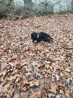 Puppy #4 girl, a female Newfoundland for sale in Choctaw, OK – Photo 4 of 4