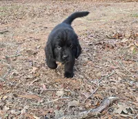 Puppy #4 girl AKC black white, a female Newfoundland for sale in Choctaw, OK – Photo 9 of 10
