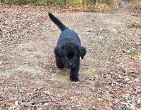 Puppy #4 girl AKC black white, a female Newfoundland for sale in Choctaw, OK – Photo 6 of 10