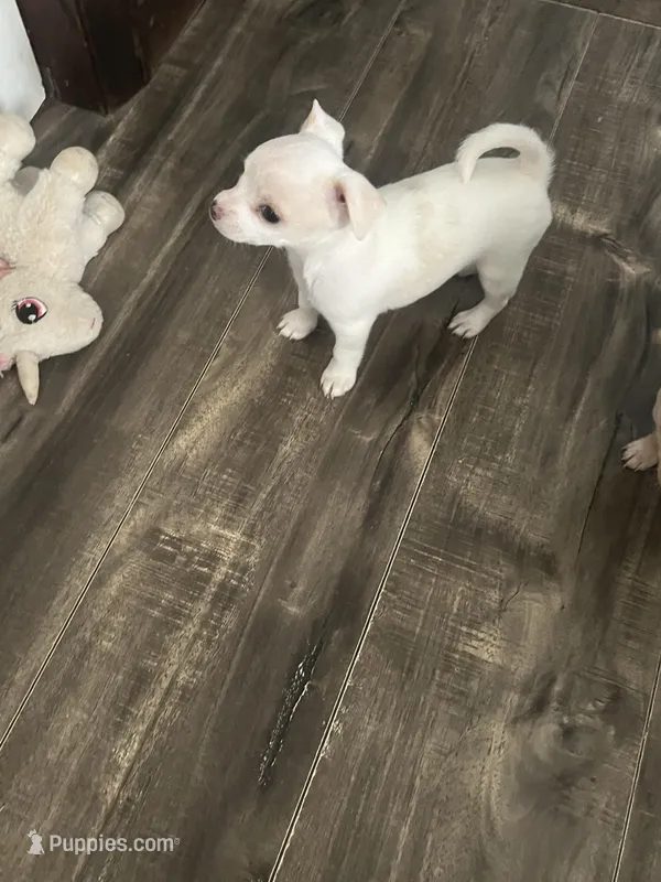 Fluff  – Chihuahua puppy for sale in North Clarendon, VT